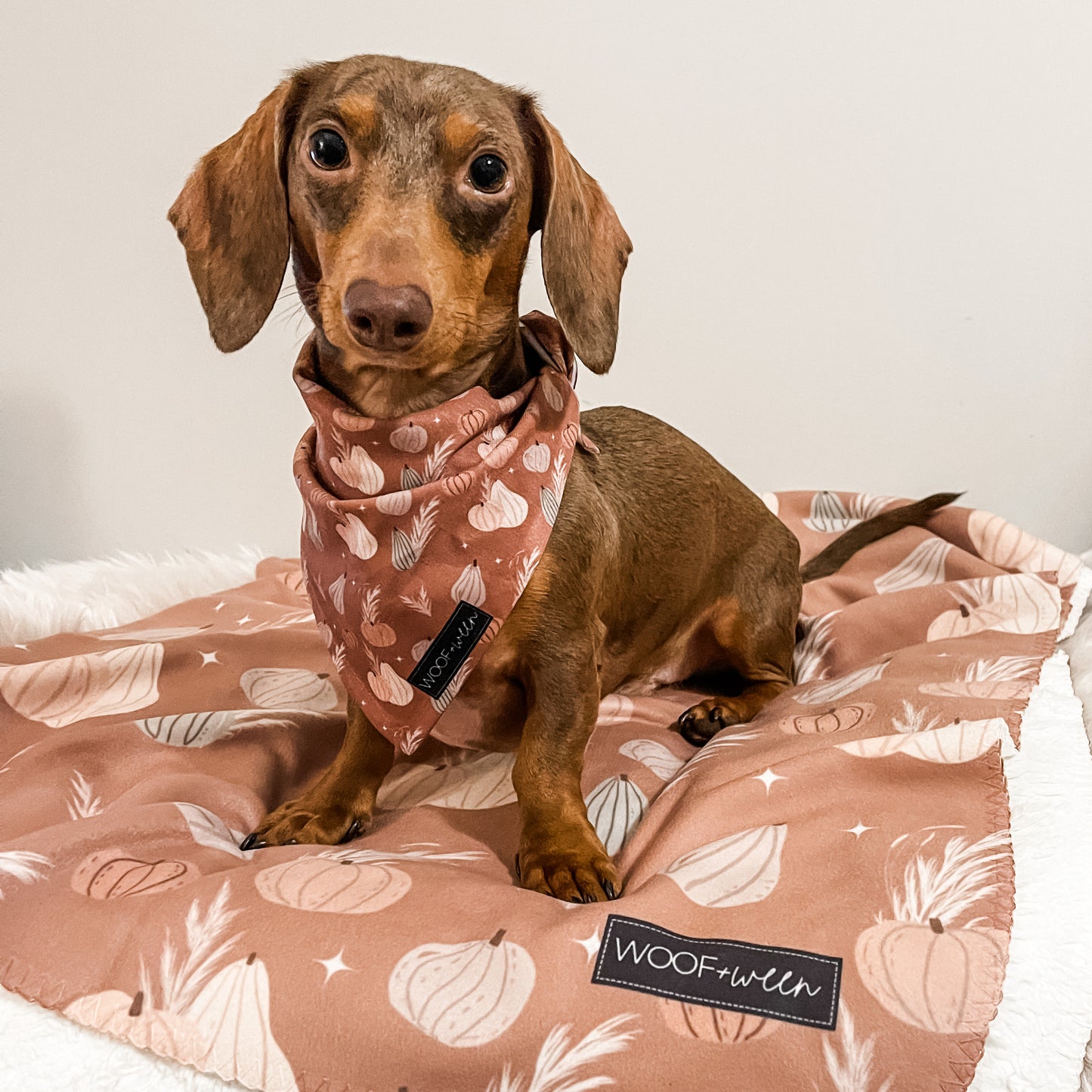 Pet Bandana - OH MY GOURD