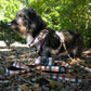 Adjustable Dachshund Harness - DOXIE PLAID