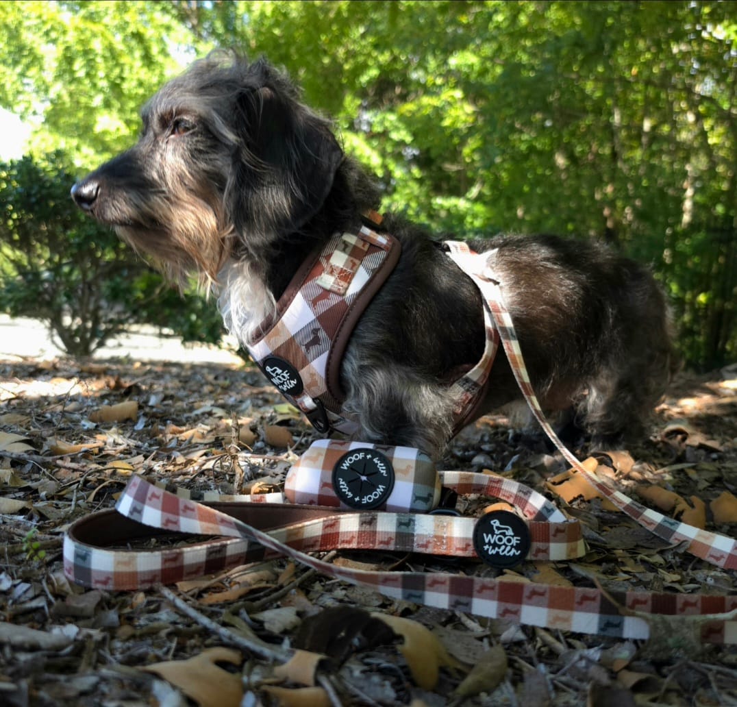 Adjustable Dachshund Harness - DOXIE PLAID