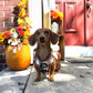 5-piece Bundle - DOXIE PLAID