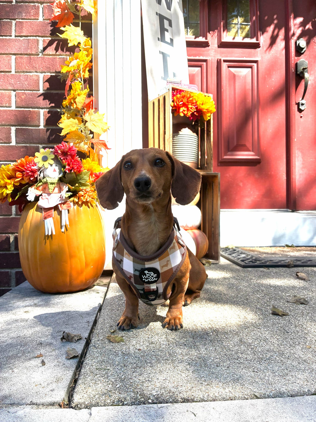 5-piece Bundle - DOXIE PLAID