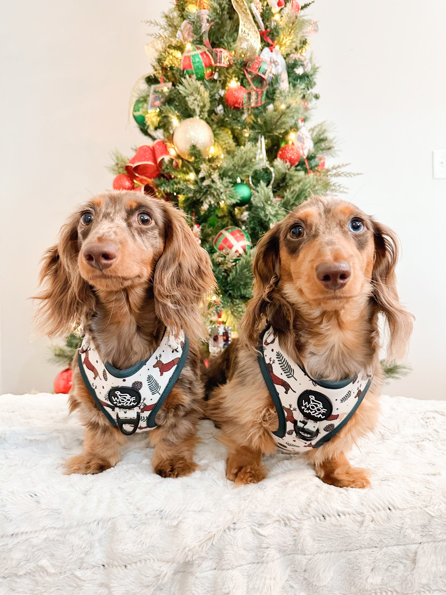 Dachshund Adjustable Harness
