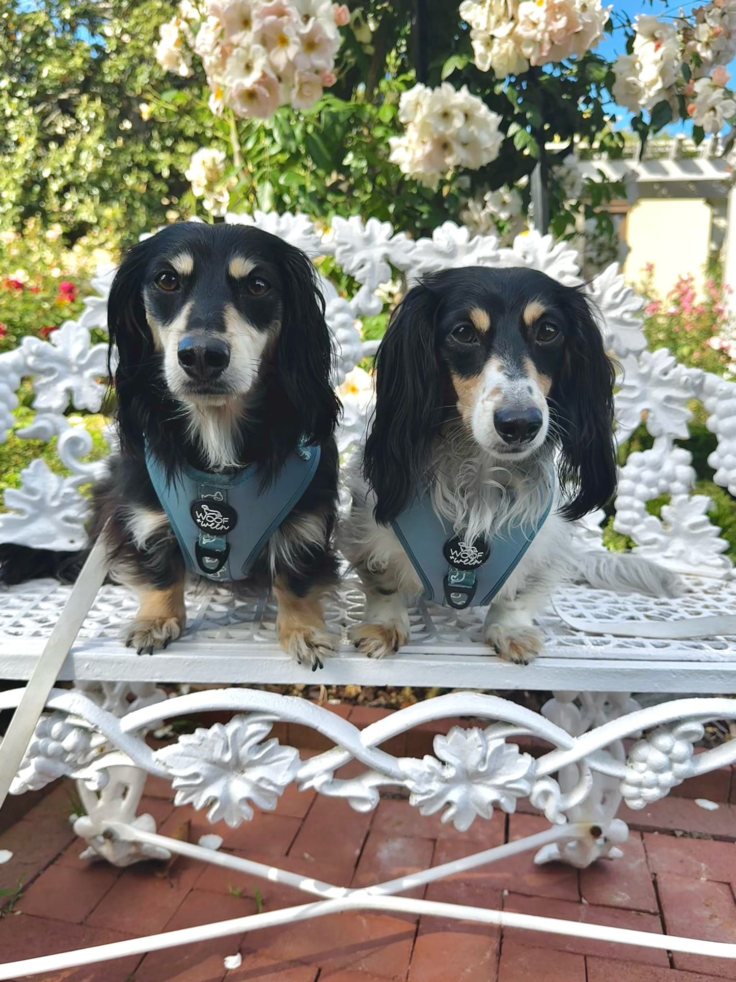 Adjustable Dachshund Harness - Teal Doxies