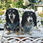 5-piece Bundle - TEAL DOXIES