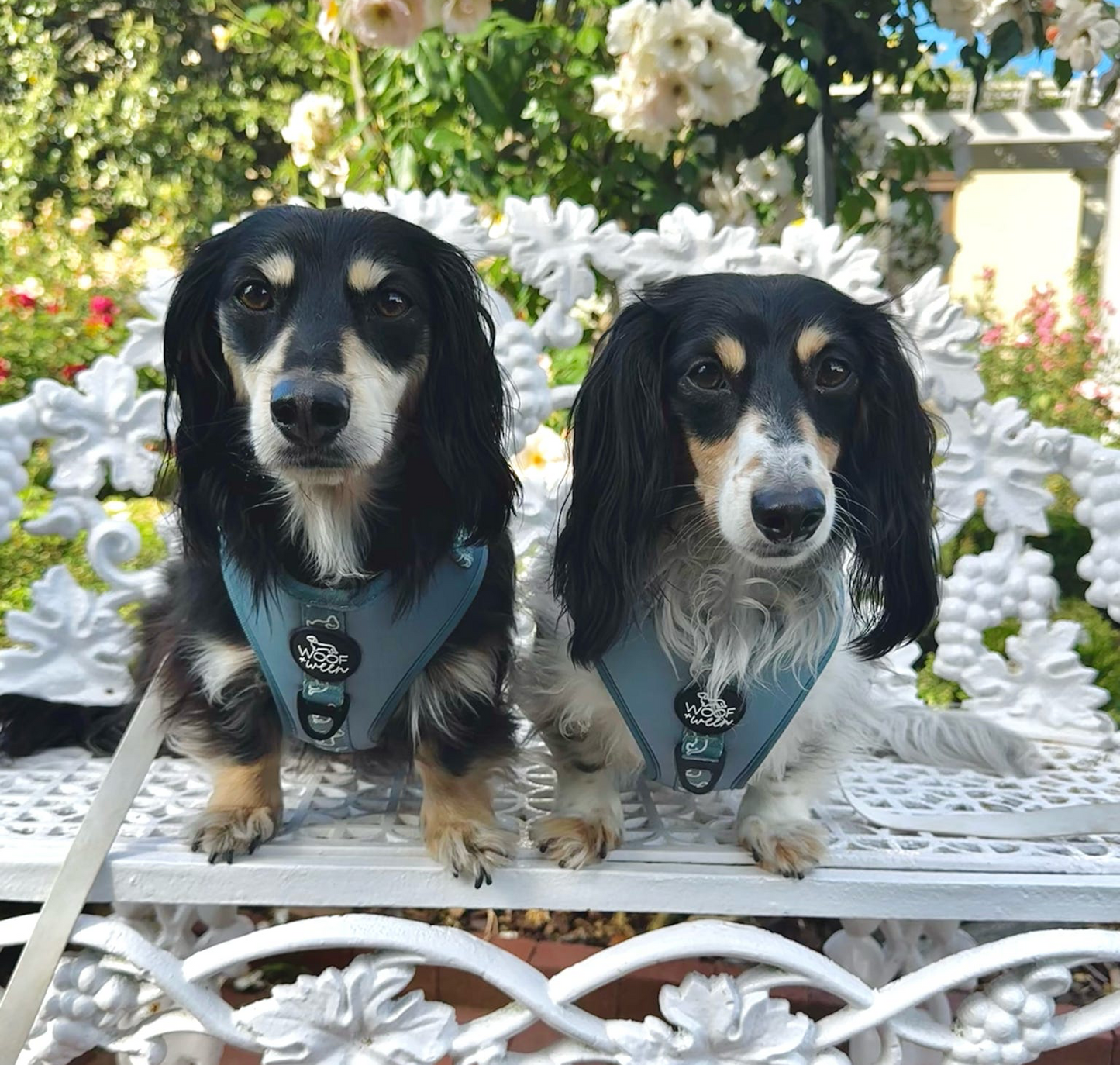 5-piece Bundle - TEAL DOXIES