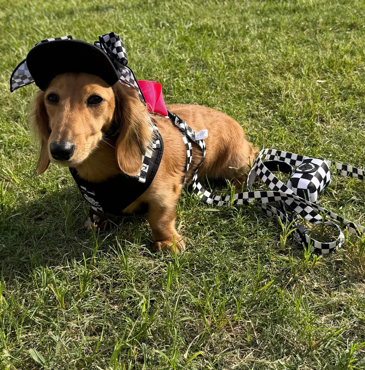 Leash - BLACK CHECKERED