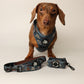 Dachshund wearing a blue dachshund harness with matching leash and waste bag holder