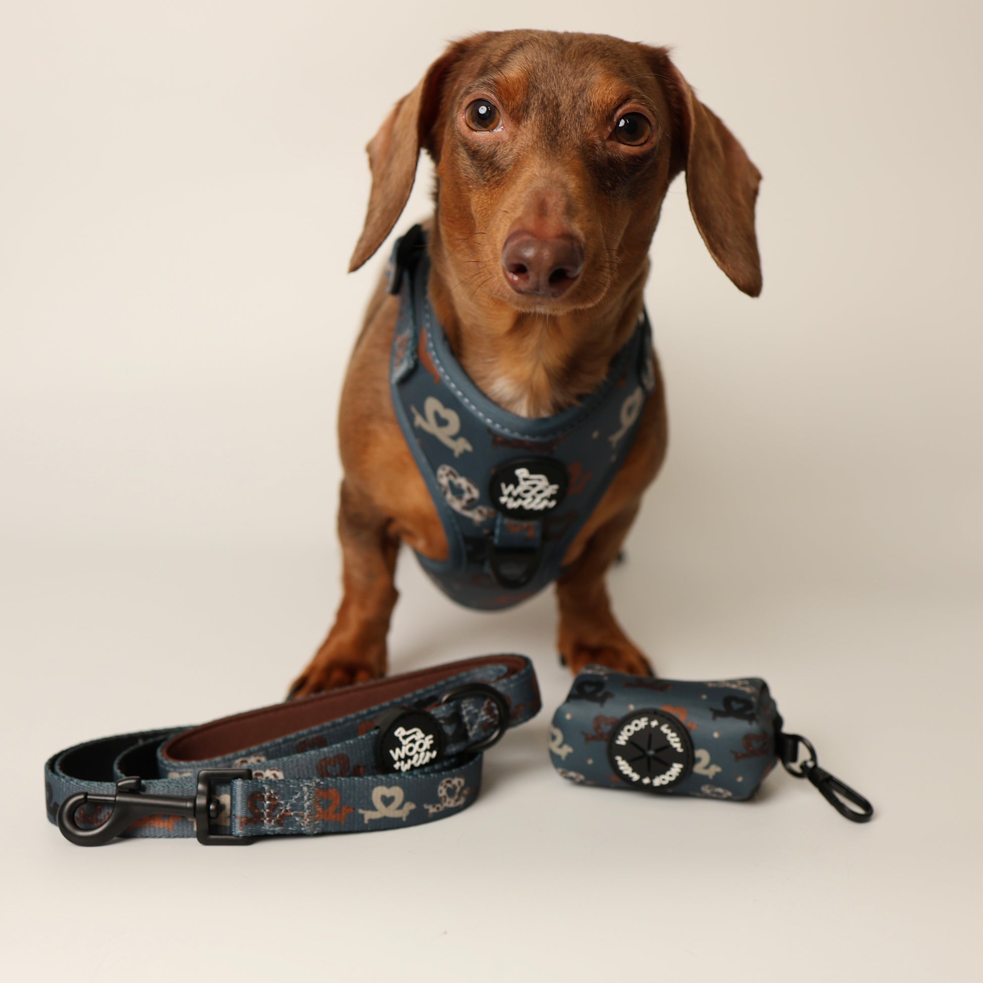 Dachshund wearing a blue dachshund harness with matching leash and waste bag holder