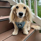 Adjustable Dachshund Harness - Teal Doxies