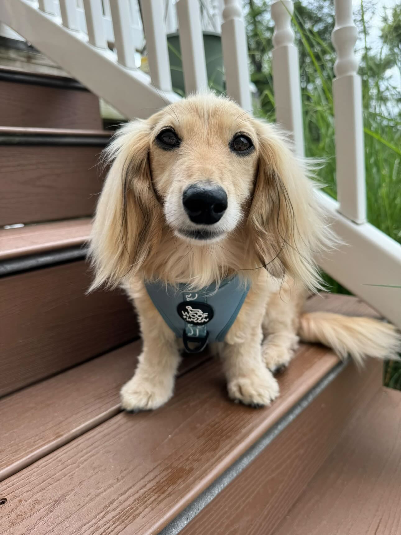 Adjustable Dachshund Harness - Teal Doxies