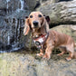 Adjustable Dachshund Harness - DOXIE PLAID