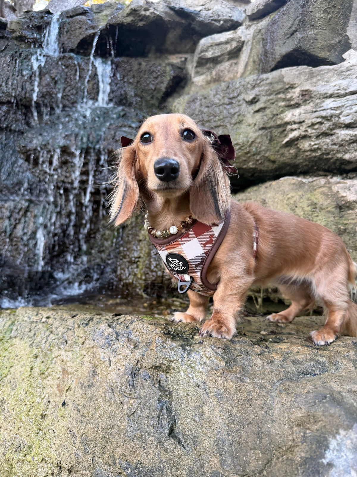 Adjustable Dachshund Harness - DOXIE PLAID