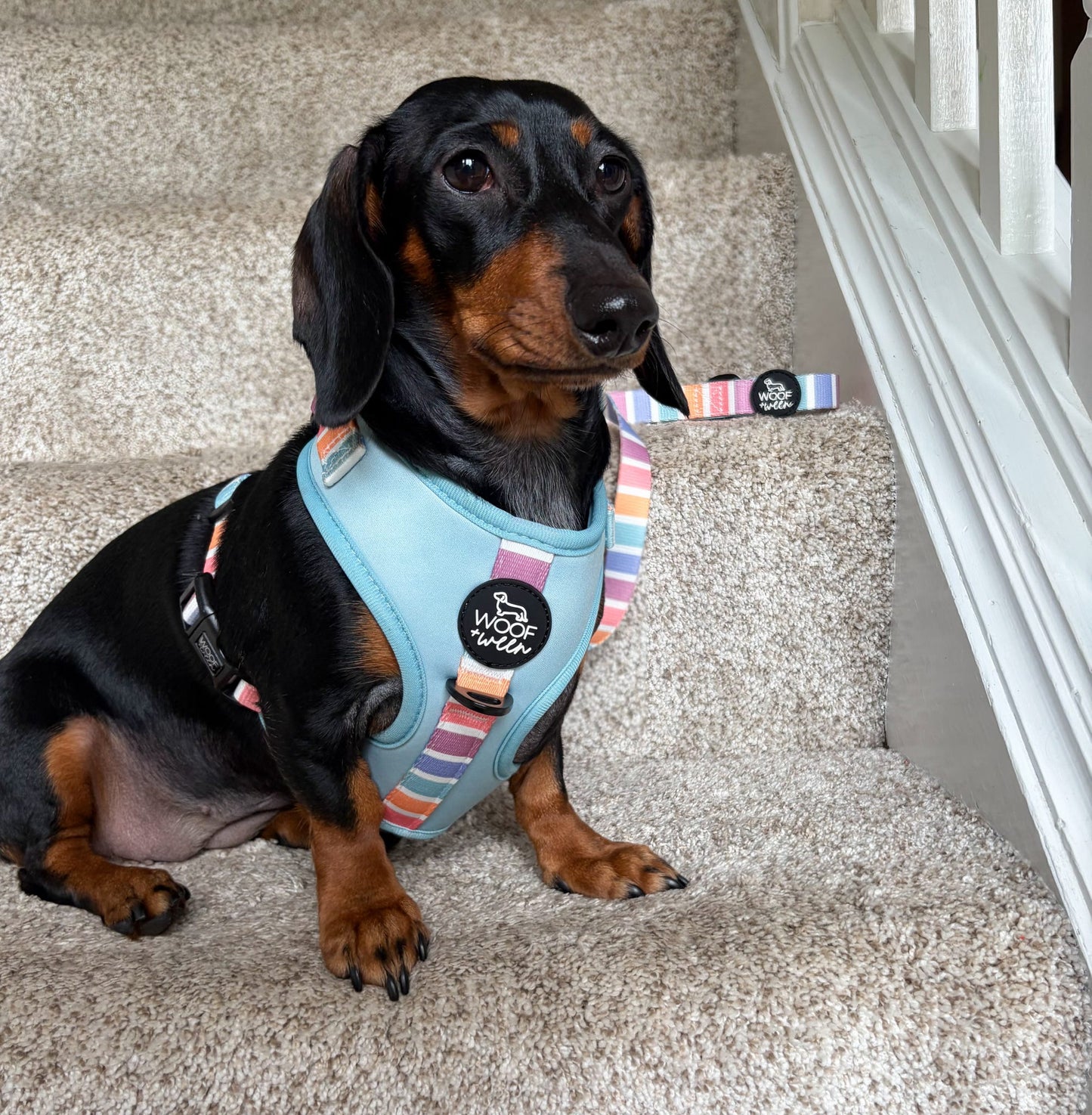 Adjustable Dog Harness - SHERBET SUNSET