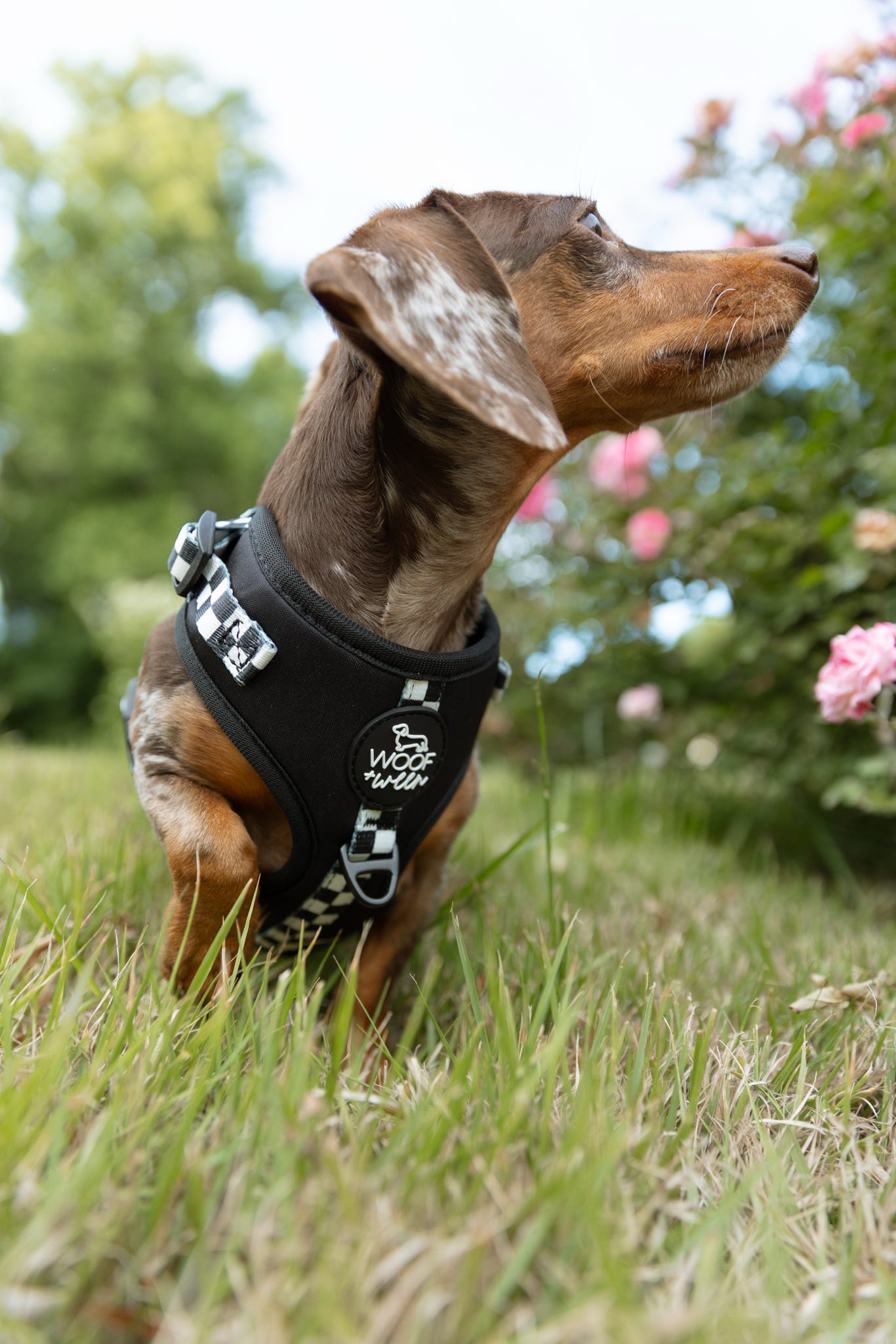Adjustable Dog Harness - BLACK CHECKERED