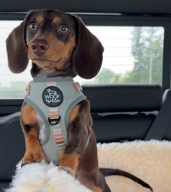 Adjustable Dog Harness - SAGE SUNSET