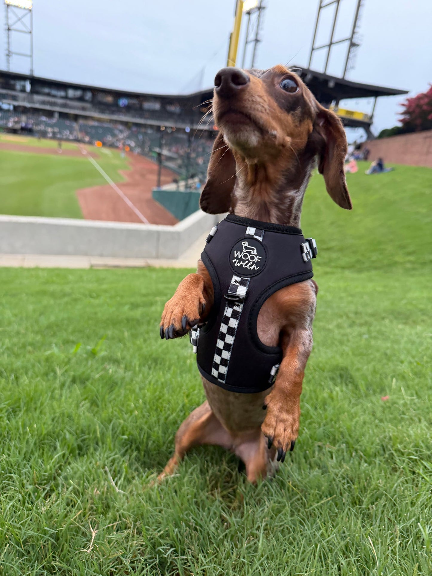 Adjustable Dog Harness - BLACK CHECKERED