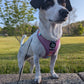 Adjustable Dog Harness - SORBET SUNSET