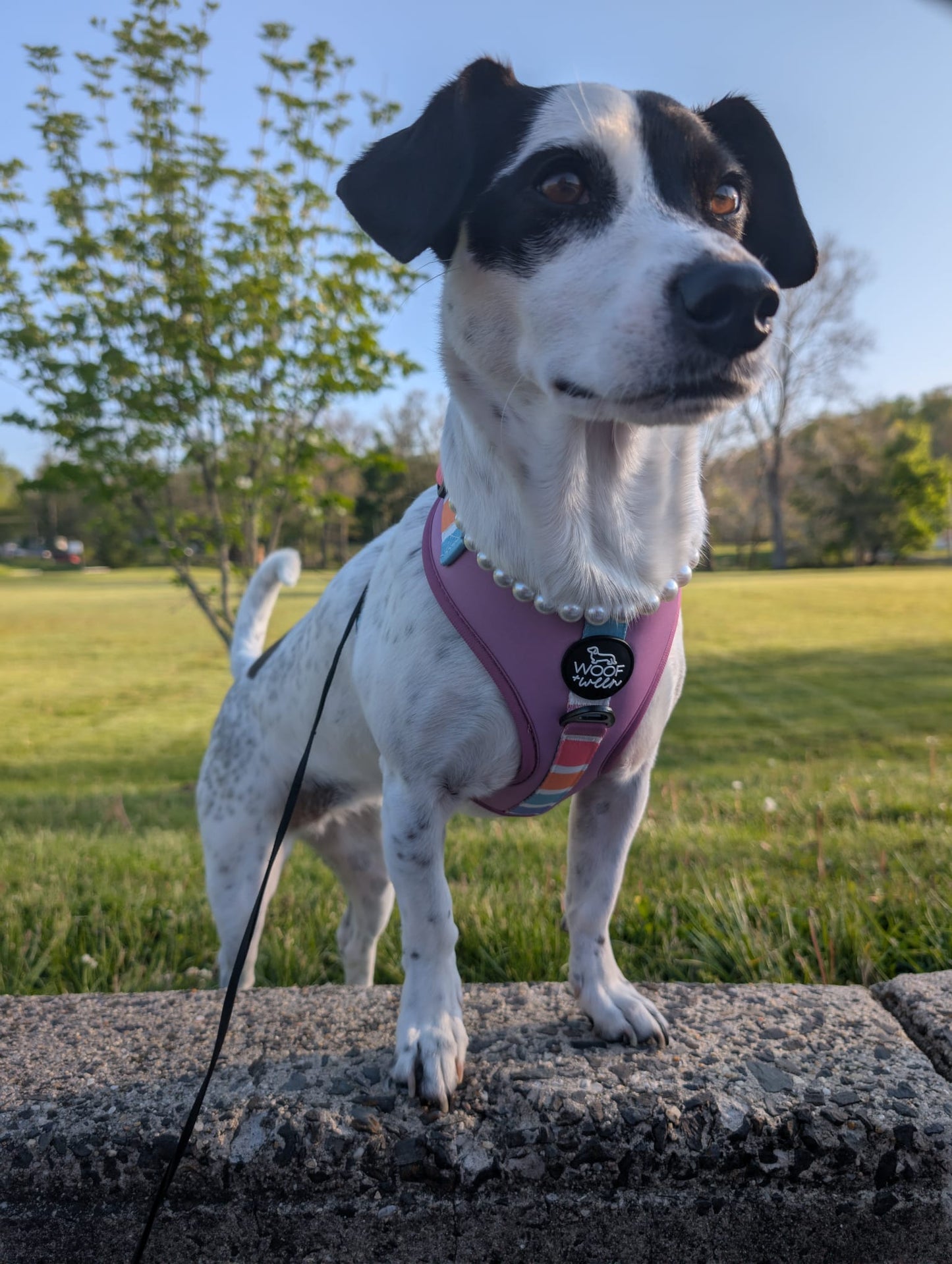 Adjustable Dog Harness - SORBET SUNSET