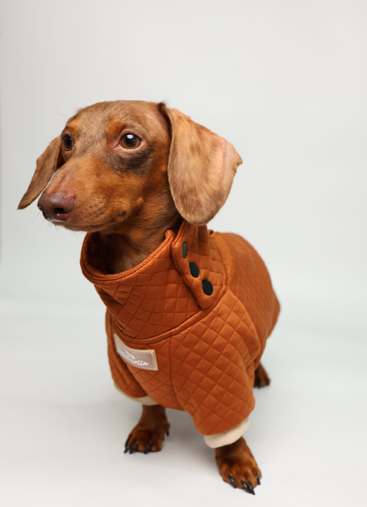Dachshund Sweater - Rust Quilted Turtleneck Sweater