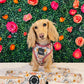Adjustable Dog Harness - FLOWER FIELDS