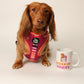 Dog wearing a pink harness next to a mug with 'Dunkin' Doxies' text 