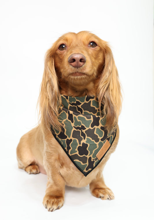 Dachshund wearing a black duck camo bandana
