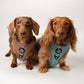 Adjustable Dachshund Harness - Teal Doxies