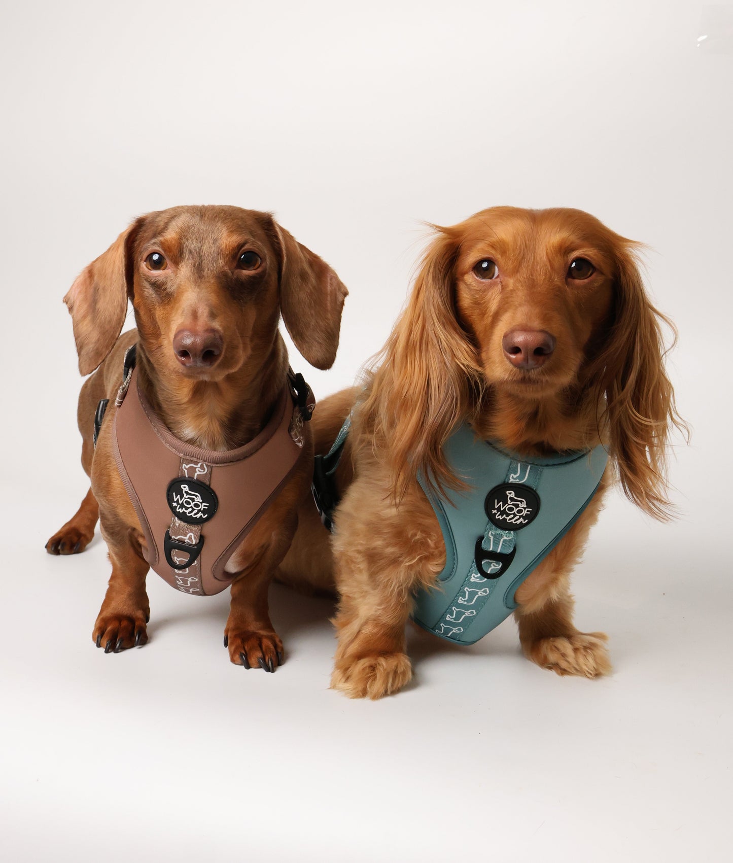 Adjustable Dachshund Harness - Teal Doxies