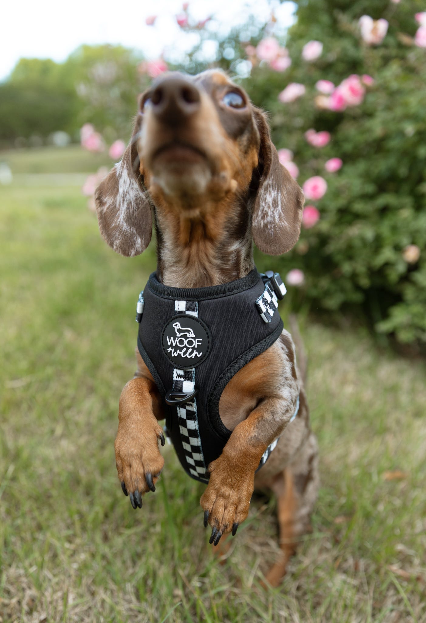 Adjustable Dog Harness - BLACK CHECKERED
