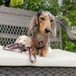 5-piece bundle - CAMEL DOXIES