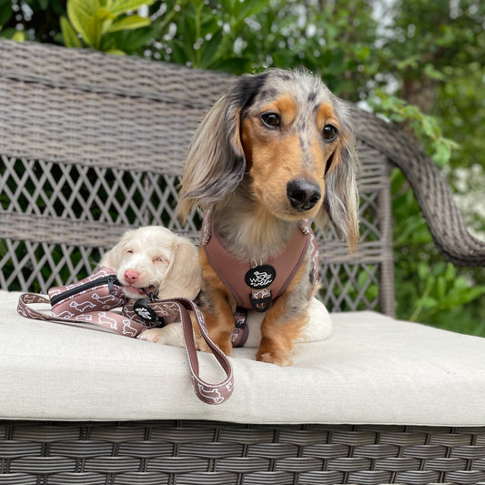 3-piece Walk Bundle - CAMEL DOXIES