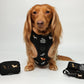 Dachshund wearing Halloweenie Doxies black knit embroidered Halloween harness