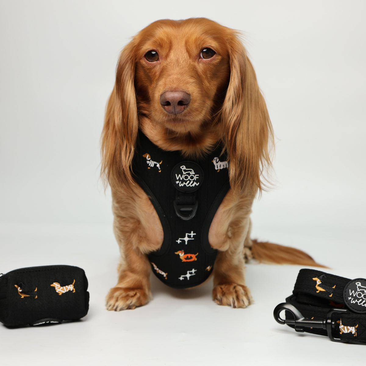 Dachshund wearing Halloweenie Doxies black knit embroidered Halloween harness
