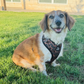 Adjustable Dog Harness - BLACK DUCK CAMO