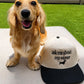Dachshund standing beside ask me about my wiener embroidered woof+ween hat