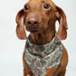 A dachshund wearing a duck camouflage dog bandana with a small tan leather patch, photographed against a plain white studio background.