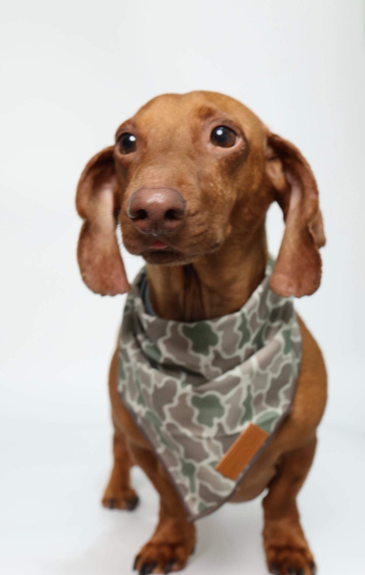 A dachshund wearing a duck camouflage dog bandana with a small tan leather patch, photographed against a plain white studio background.