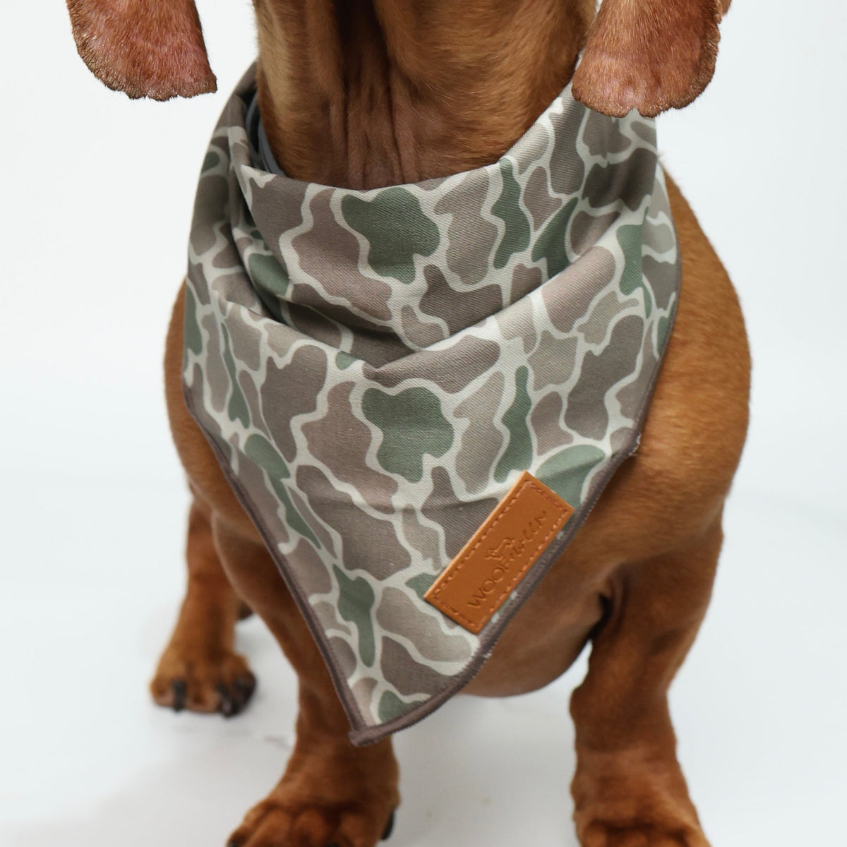 A brown dachshund wearing a duck camouflage bandana with a small tan leather patch, photographed against a clean white background.
