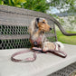 5-piece bundle - CAMEL DOXIES