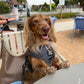 Dachshund Adjustable Harness - I HEART DACHSHUNDS