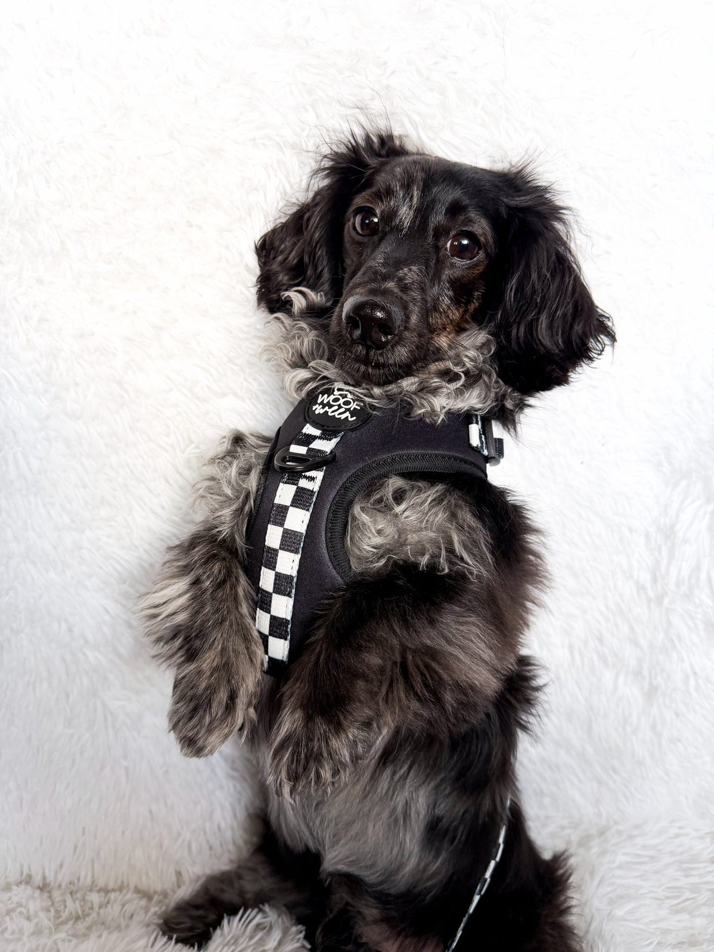 Adjustable Dog Harness - BLACK CHECKERED