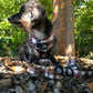 Adjustable Dachshund Harness - DOXIE PLAID
