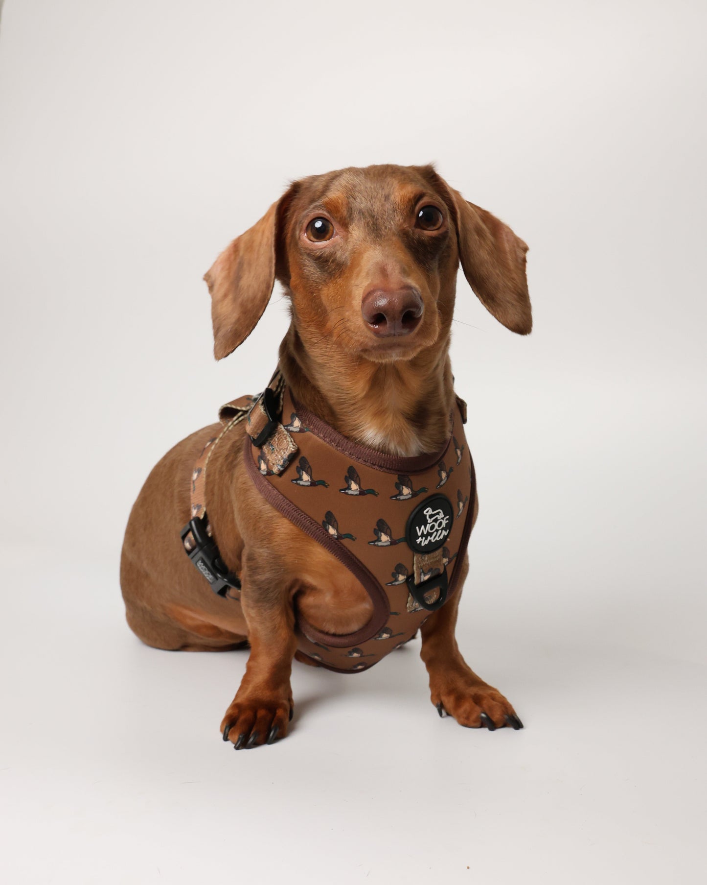 5-piece-bundle - DUCK HUNTING DOG