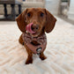 5-piece bundle - CAMEL DOXIES