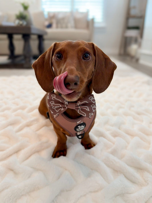Bow - Camel Doxies