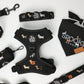 Dachshund wearing Halloweenie Doxies collar and harness Halloween walk lifestyle