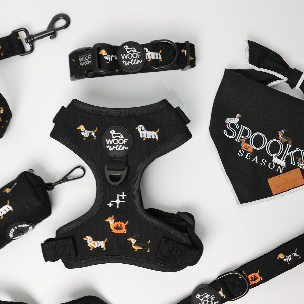 Dachshund wearing Halloweenie Doxies collar and harness Halloween walk lifestyle