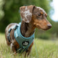 5-piece Bundle - TEAL DOXIES