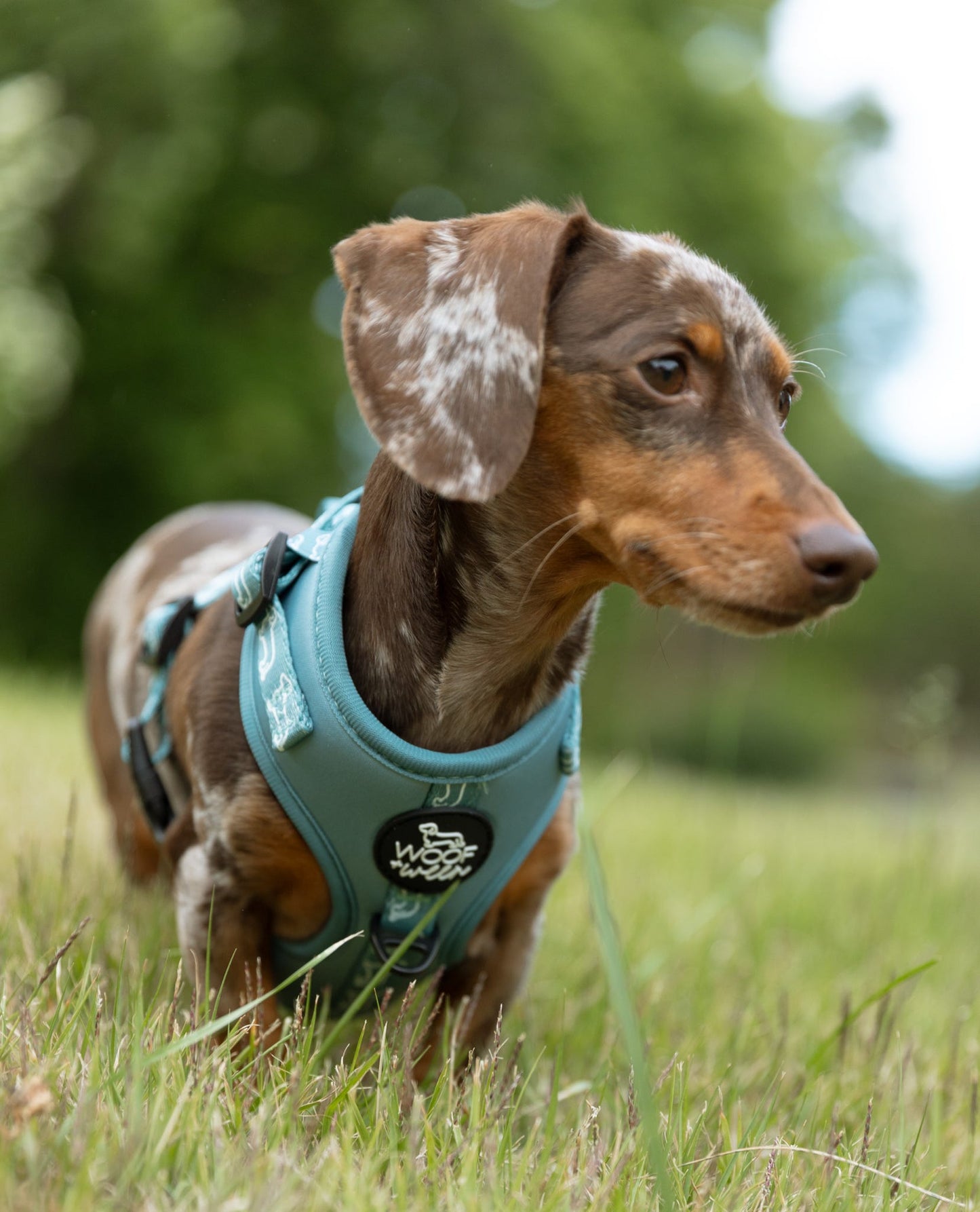 5-piece Bundle - TEAL DOXIES