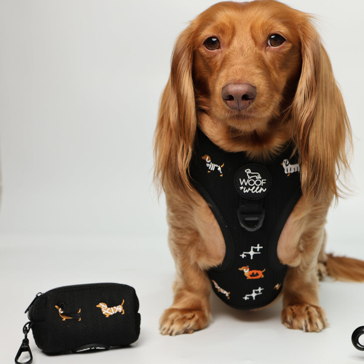 Halloweenie Doxies dachshund Halloween poo bag holder lifestyle photo black knit